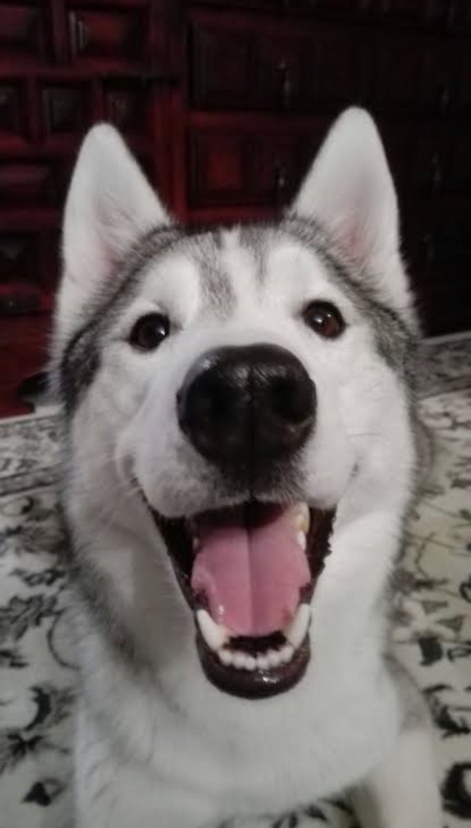 Happy New Years to everyone!! I hope 2026 is the year for you! 
Here’s a happy husky to start your year off right!!!