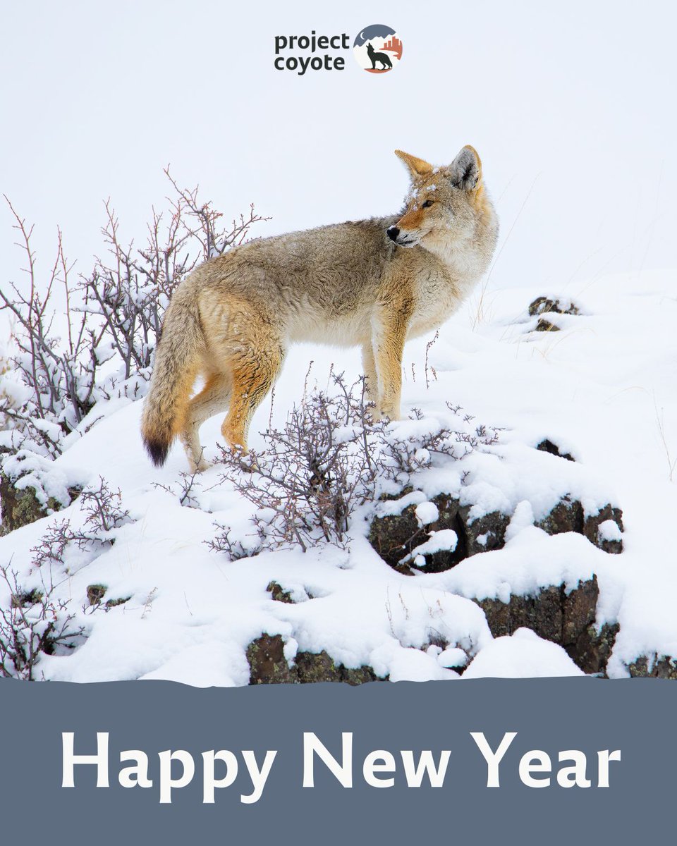 ProjectCoyote's tweet image. ✨🐺 Happy New Year from #ProjectCoyote! 🐾✨ 

Thanks to your compassion and advocacy, we move into 2026 ready to protect #wildcarnivores, advance science-based #coexistence, and build a future where humans and wild neighbors thrive side by side.