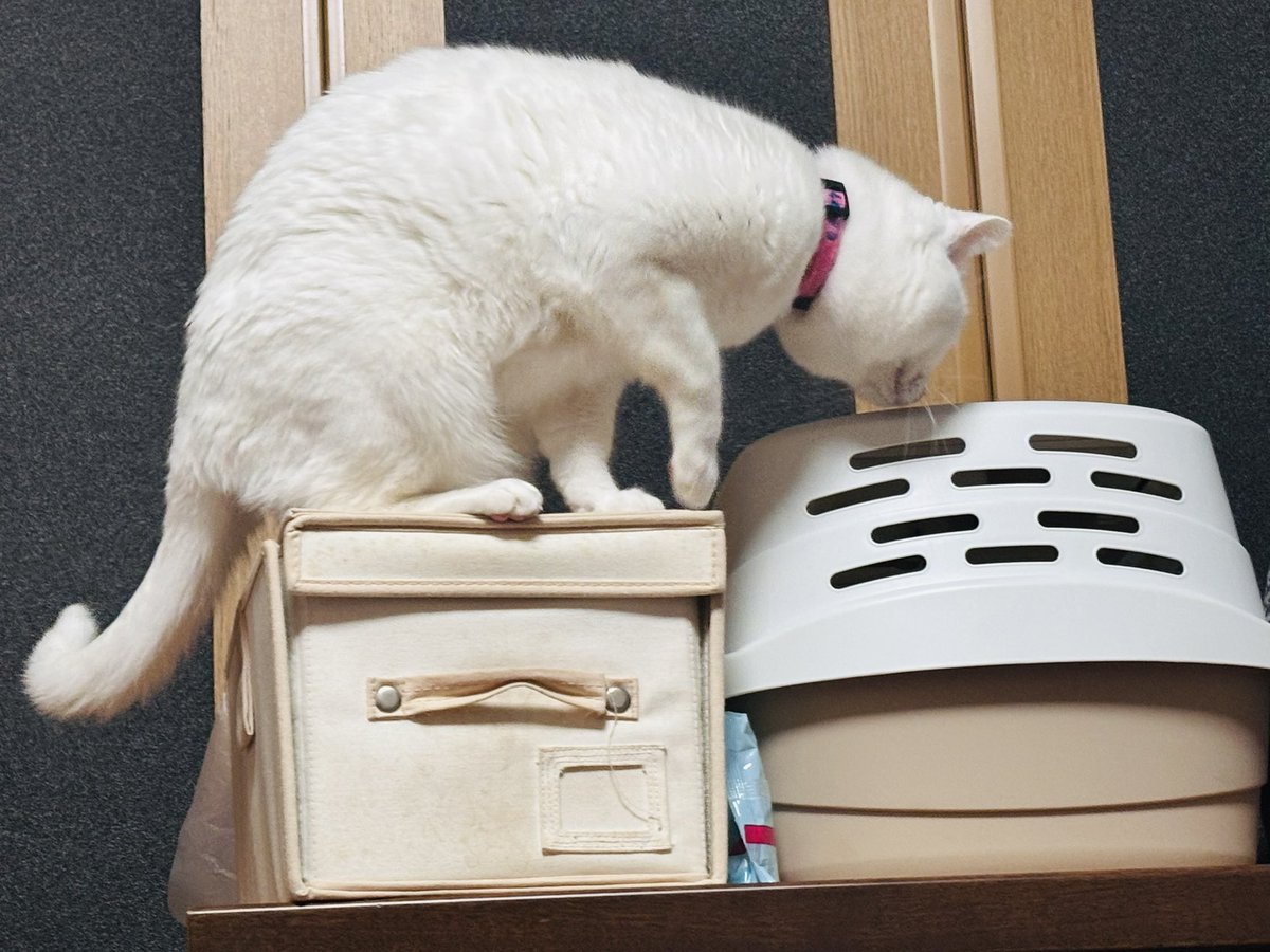 ちびすけの大冒険始まっちゃった