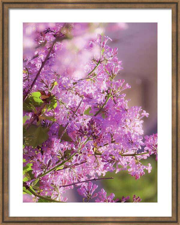 HurmerintaArt's tweet photo. Pink Lilacs.
Beautiful flowers in the tree in my garden.
#wallart #pinkflower #flower #syringa #lilacs https://t.co/TfJXq5A8Zg https://t.co/qAtBsBmfkR