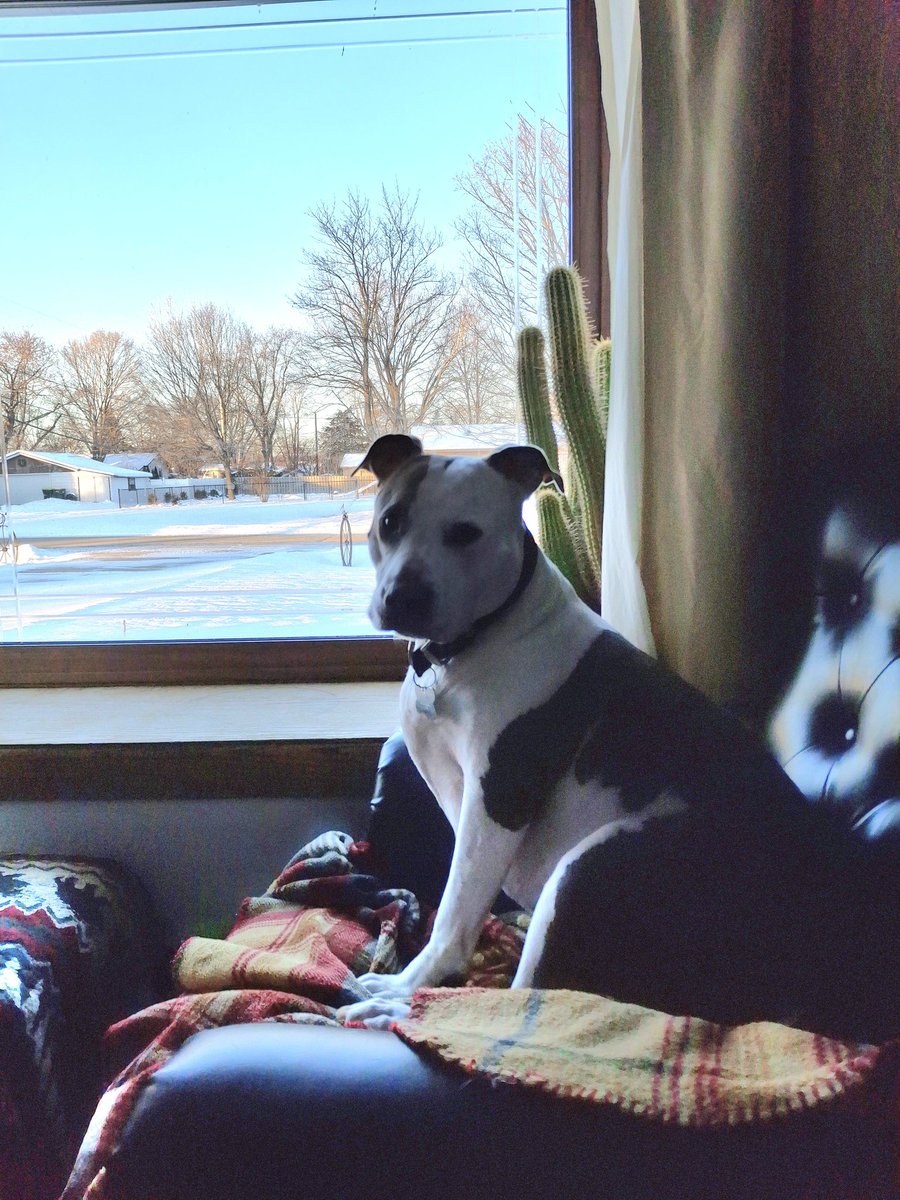 Sága says Woof Happy New Year 🐶🇺🇸❄️