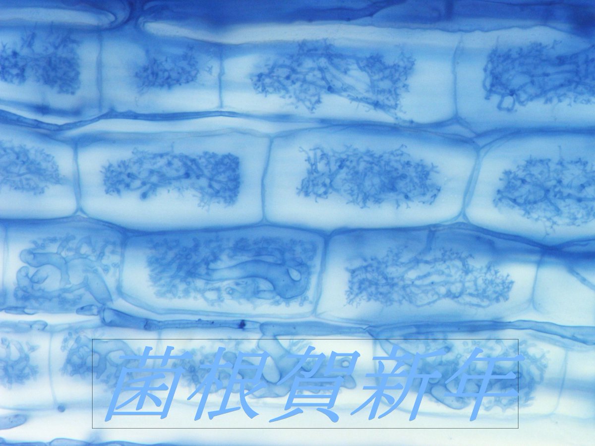 美品】日本菌学史 2006 日本菌学会 日本菌類百選:きのこ・カビ・酵母と