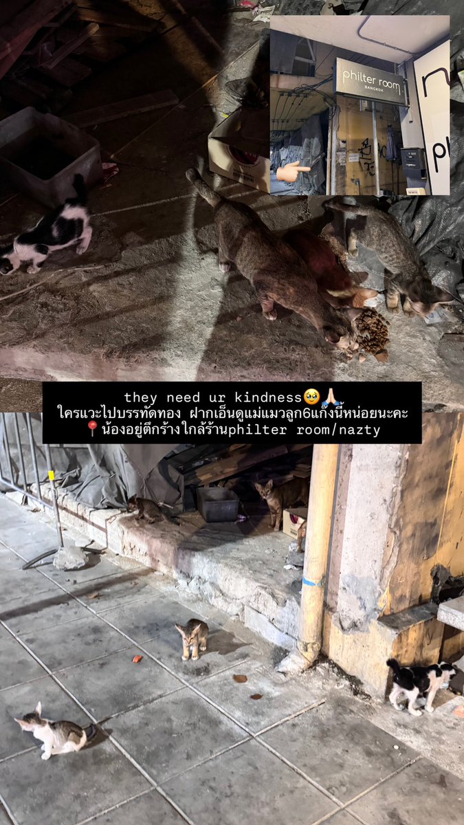 noturbroccoli's tweet image. ใครแวะไปบรรทัดทอง ฝากเอ็นดูน้องแมวแก๊งนี้หน่อยนะคะ มีแม่แมว1+ลูกแมวอีก6ตัว🥹🙏🏻🙏🏻

📍ตึกติดร้าน philter room / nazty บรรทัดทอง