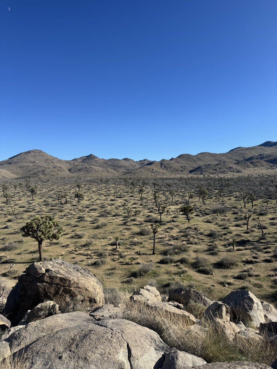 Amelia Savery tweet media