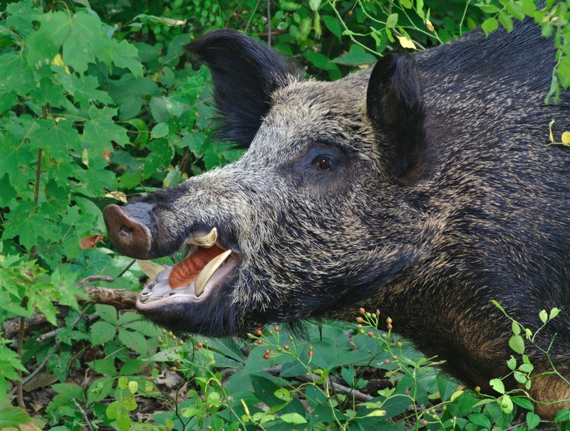 uncledoomer's tweet image. what if we took all the pitbulls and unleashed them on the feral hog population? not to balance out the ecosystem or anything, just to see what happens?