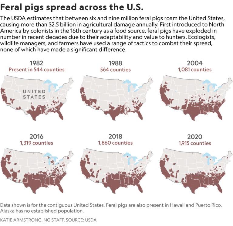 uncledoomer's tweet image. what if we took all the pitbulls and unleashed them on the feral hog population? not to balance out the ecosystem or anything, just to see what happens?