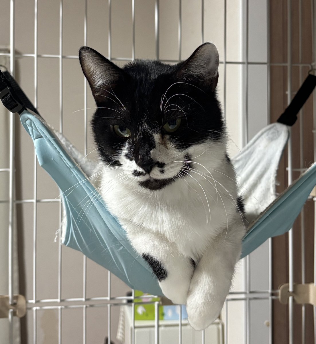 Post by すみパン@1/11(日)譲渡会 on X: 冬毛オセロ