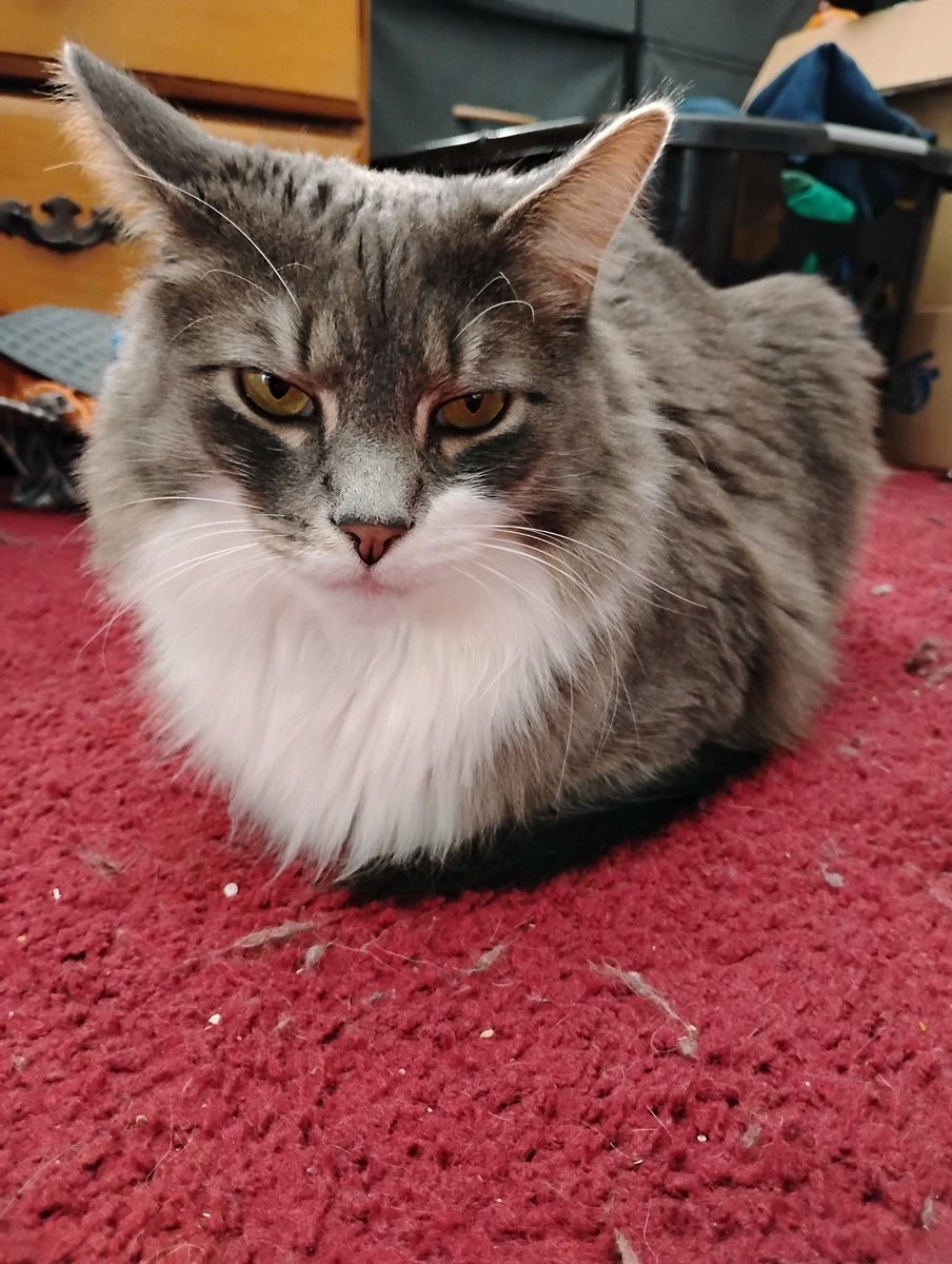 charcoeurl's tweet image. a loaf for the new year :)