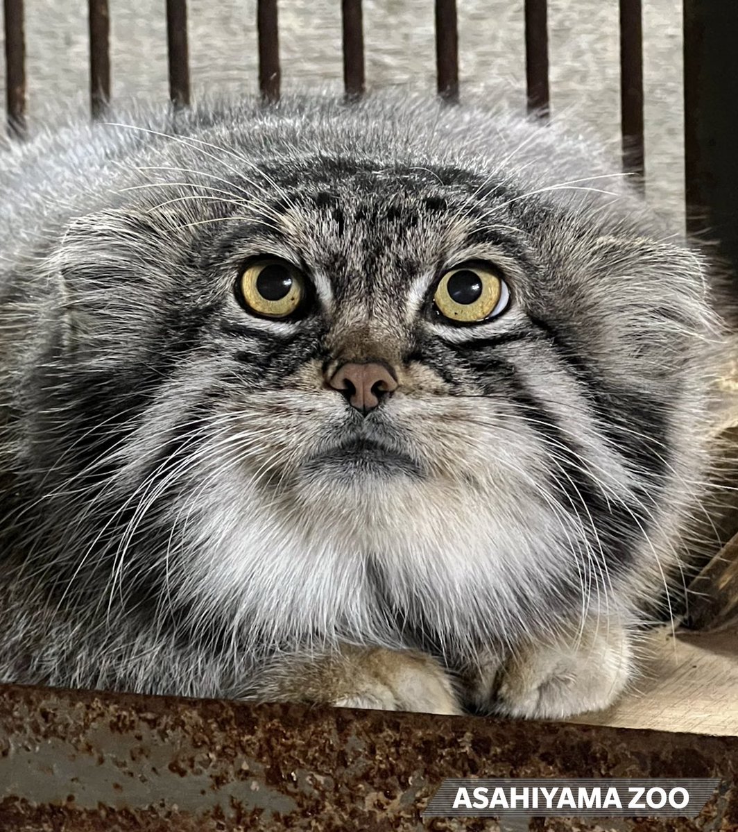 yesterday i obtained an illegal substance called grushas fur while drinking sake. how did you celebrate new years?