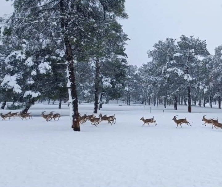 Güzel memleketim Ceylanpınarin ceylanları kar keyfi