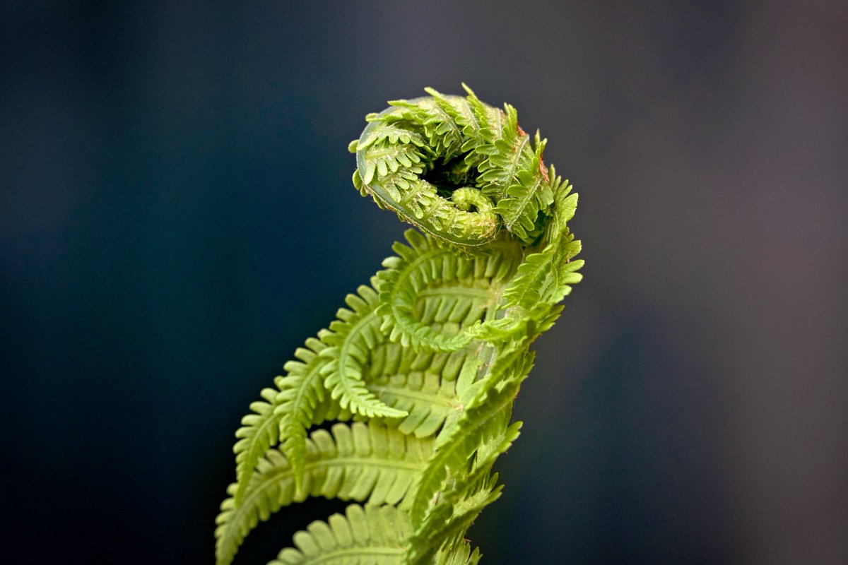 PEKHTography's tweet image. January 30th.
Still curled up like fern after winter refusing to wake🌿
Tried unfolding toward "New Year New Me"—body said "lol no"❄️
Taking my time looking dignified while internally screaming.
I call this "wise fern strategy."
Delusion keeps me warm💚
#NewYear #January #Winter