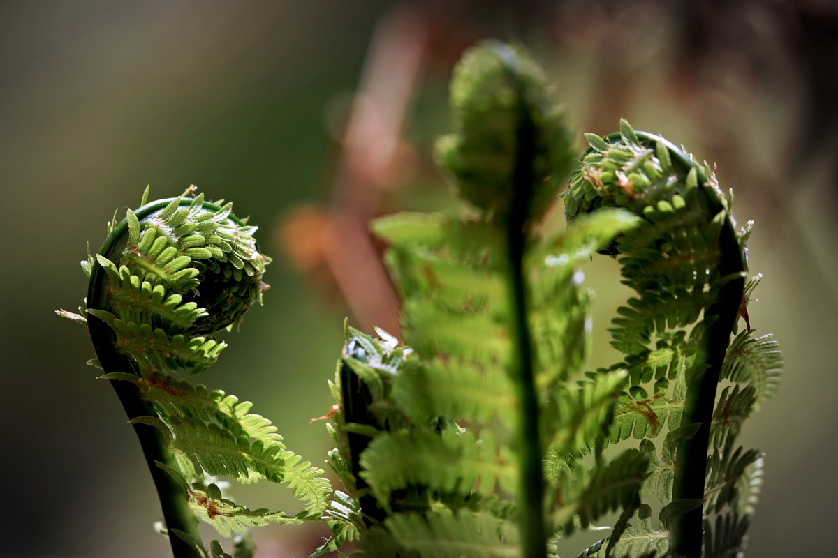 PEKHTography's tweet image. Spotted brothers also trying to unfold🌿
Barely upright, swaying after endless New Year feasts, supporting questionable life choices❄️
"Existing vertically counts."
That's brotherhood:
lowering the bar until we step over it lying down through Chinese New Year💚
#NewYear #January
