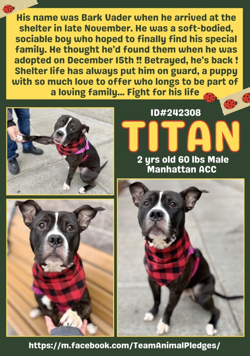 CharBolen's tweet image. TITAN ♥️  #242308  2yr old Boy ♥️ #NYCACC
This beautiful boy is back at the shelter after being 
adopted by a person that wasn't serious about 
making this commitment 💔 A dog is not a store 
return and he will be at risk for being returned 💔
#Adopt #Foster #Pledge
Home wanted🏡