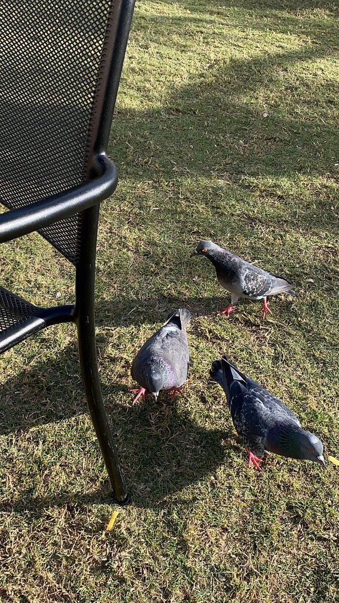 شريت فرايز  لأن جوعانه وعطيته الحمام اللي بالمستشفى يونسون والله كنهم حقين الحرم كثار بشكل يجننننن🥹