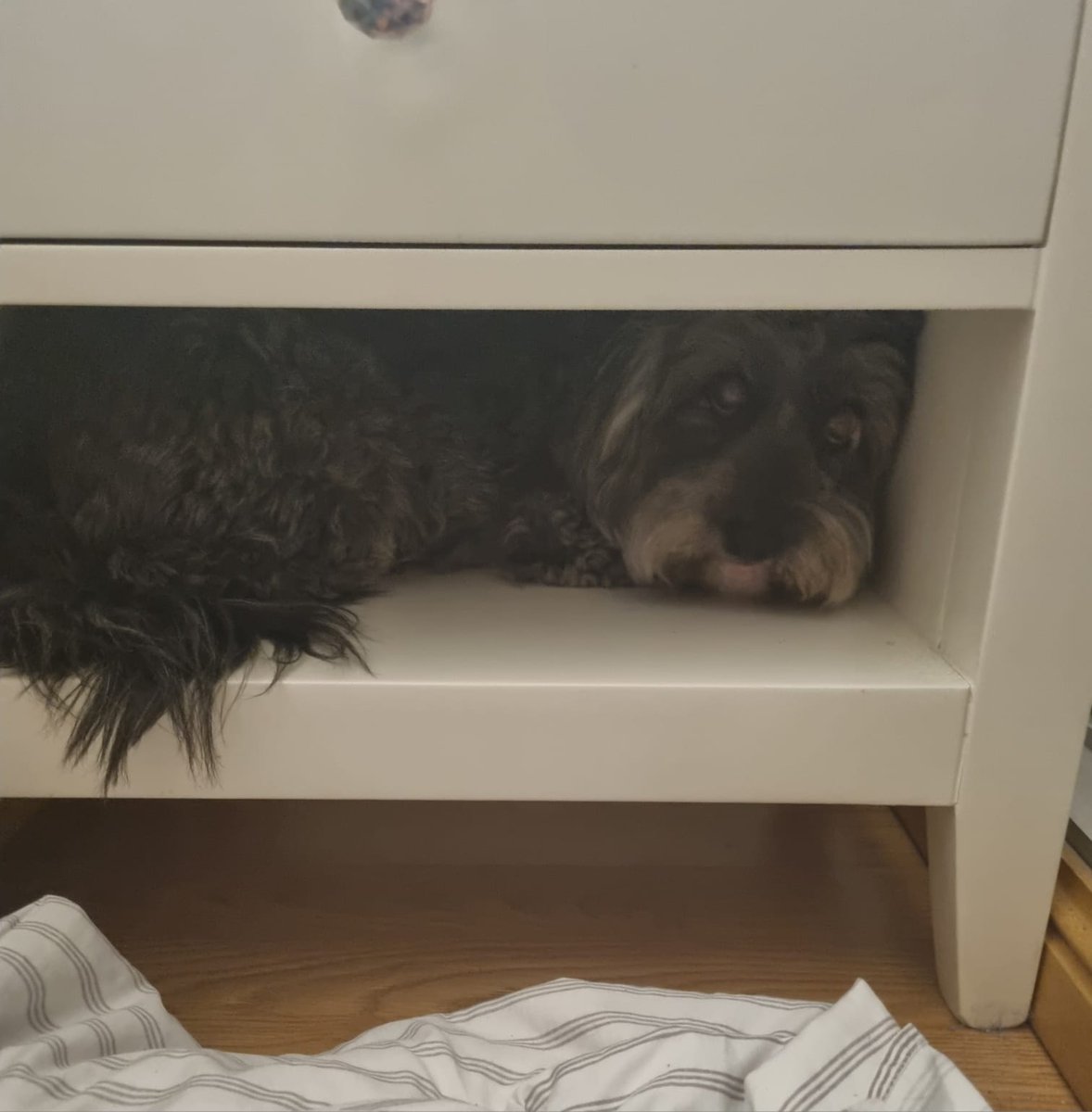 <a href="/jorgemacri/">Jorge Macri</a>  está es la cara de una perrita asustada por la pirotécnia, que dijiste que ibas a prohibir. <a href="/JMilei/">Javier Milei</a> por favor, necesitamos una ley nacional para prohibir la pirotécnia, y ARCA controlando como si fuera droga.