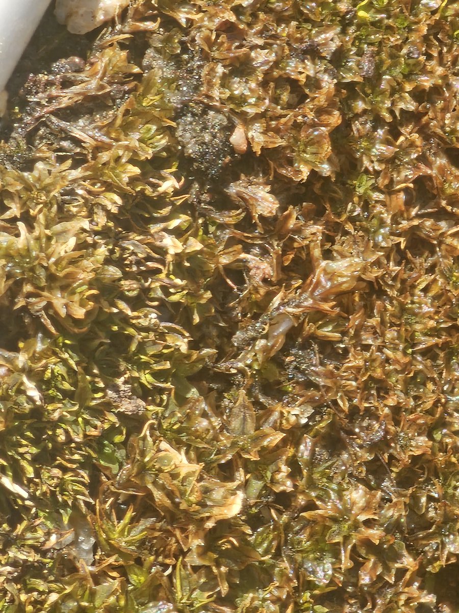 RK_Satpathy's tweet photo. The world of #Mosses. Tiny,  Hardy and wonder  creation of #Nature.
#Plants https://t.co/jPW83oQkRs