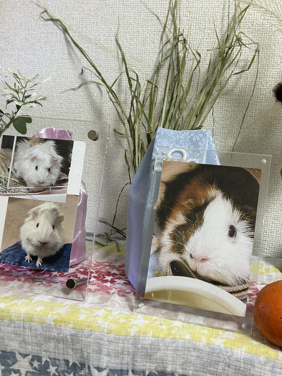 3dm_okan's tweet image. 明けましておめでとうございます。

元旦は、白雪姫という花を買いました。
小さい姫ちゃんにそっくりで

ポットはピンク下地に大好きだったイチゴ模様を見つけました。

元旦に目についたものは
全て白い姫ちゃんを思い出せるものばかり。
良き良き💕

今年もよろしくお願いします