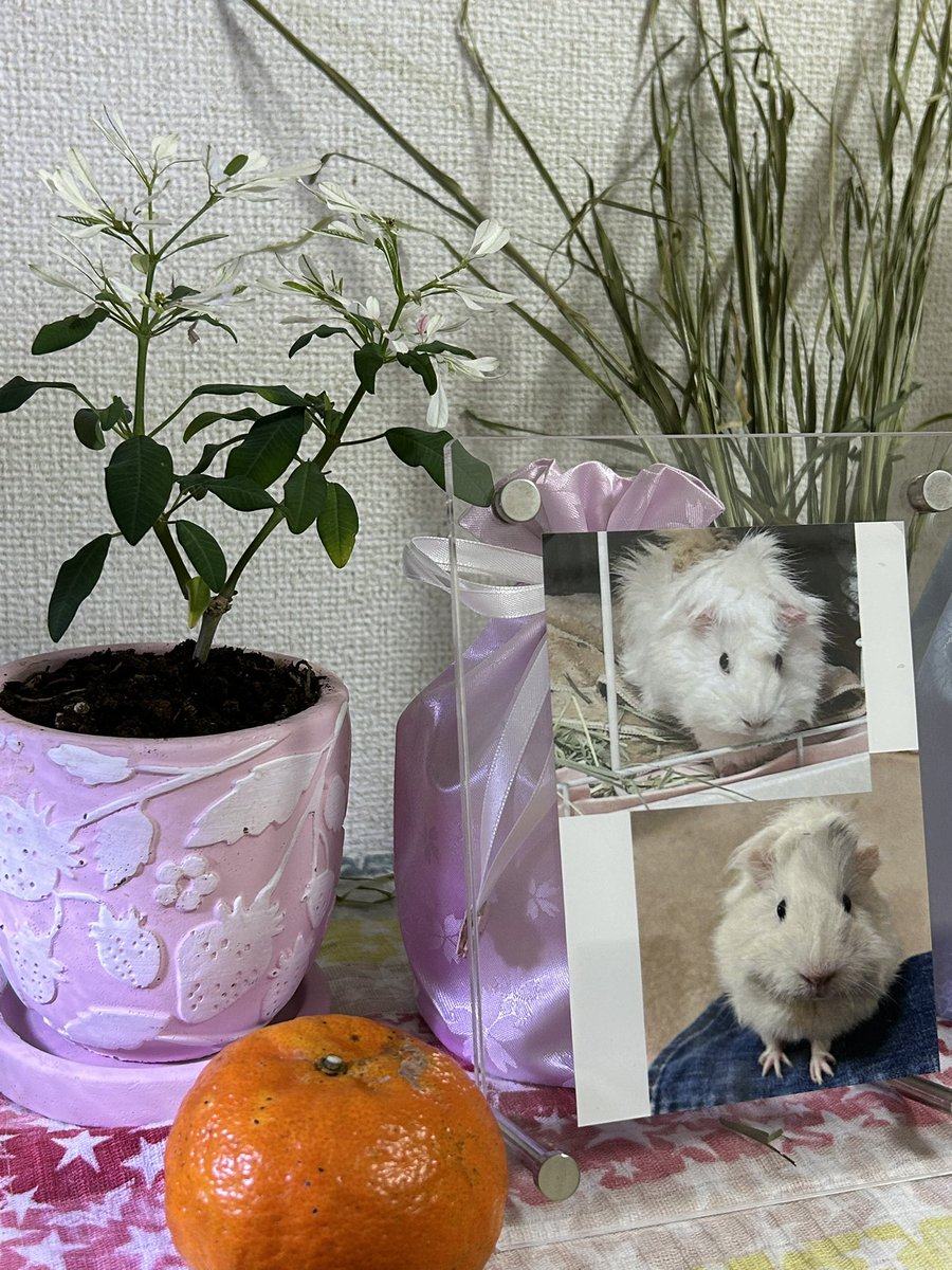 3dm_okan's tweet image. 明けましておめでとうございます。

元旦は、白雪姫という花を買いました。
小さい姫ちゃんにそっくりで

ポットはピンク下地に大好きだったイチゴ模様を見つけました。

元旦に目についたものは
全て白い姫ちゃんを思い出せるものばかり。
良き良き💕

今年もよろしくお願いします