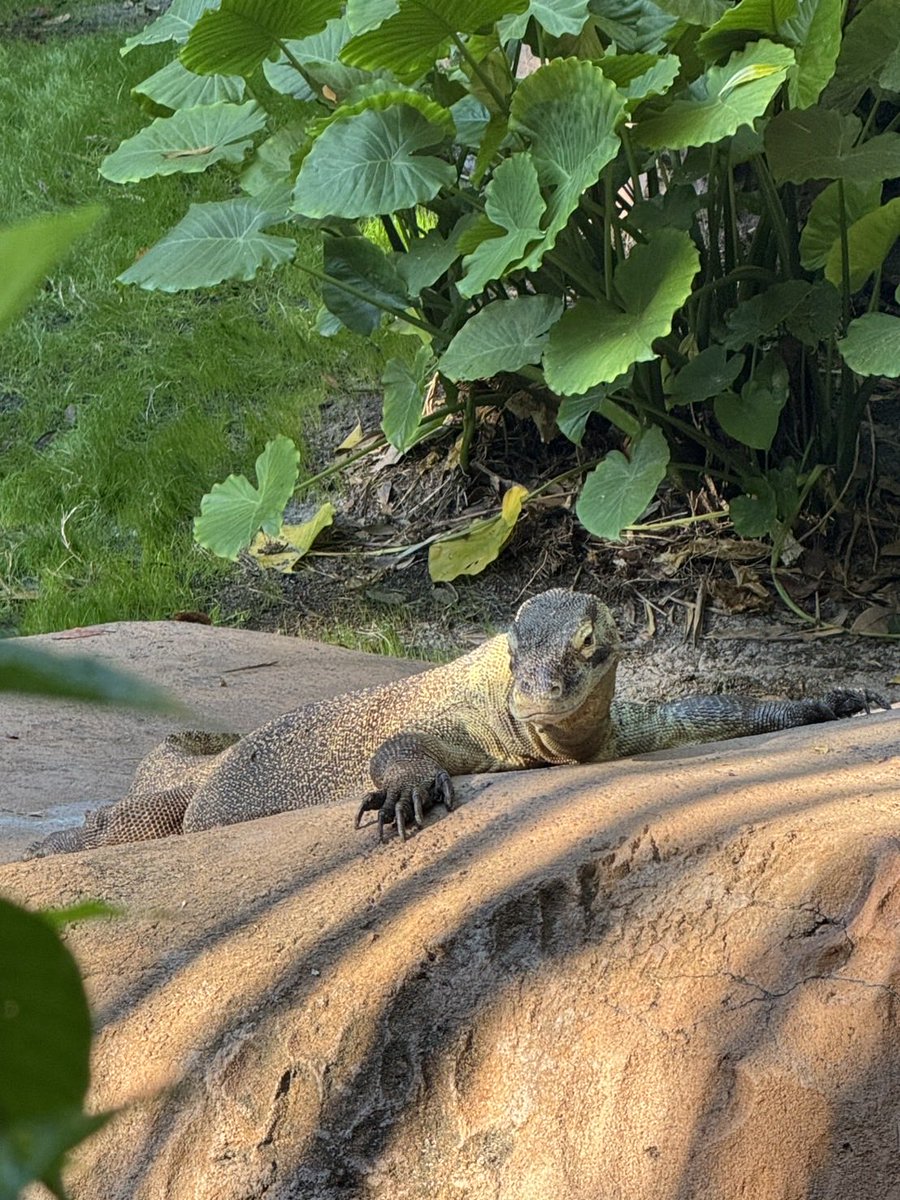 アニマル・キングダムいってきたよー🦕

続きはFCに載せたのでチェックしてくれたら嬉しいです🫶🏻
https://t.co/UJgMrDA7EH https://t.co/s3HRJLBMB3