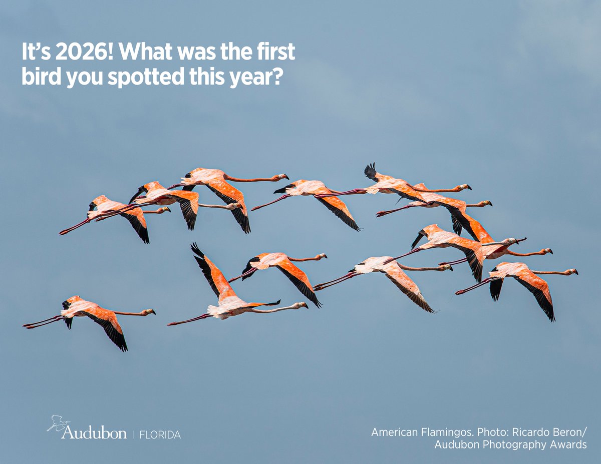 AudubonFL's tweet photo. It's 2026! What was the first bird you spotted this year? https://t.co/V7xMLeJl6X