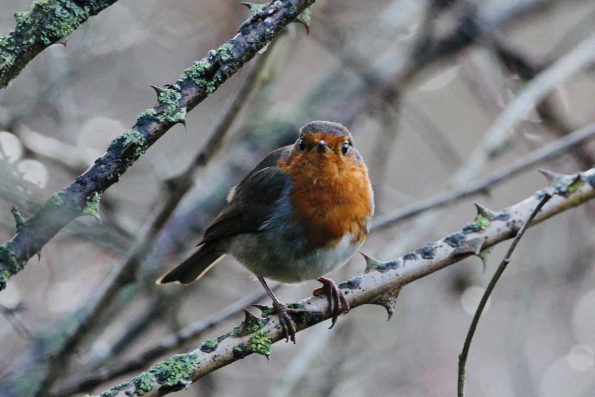 Jo Woolley tweet media