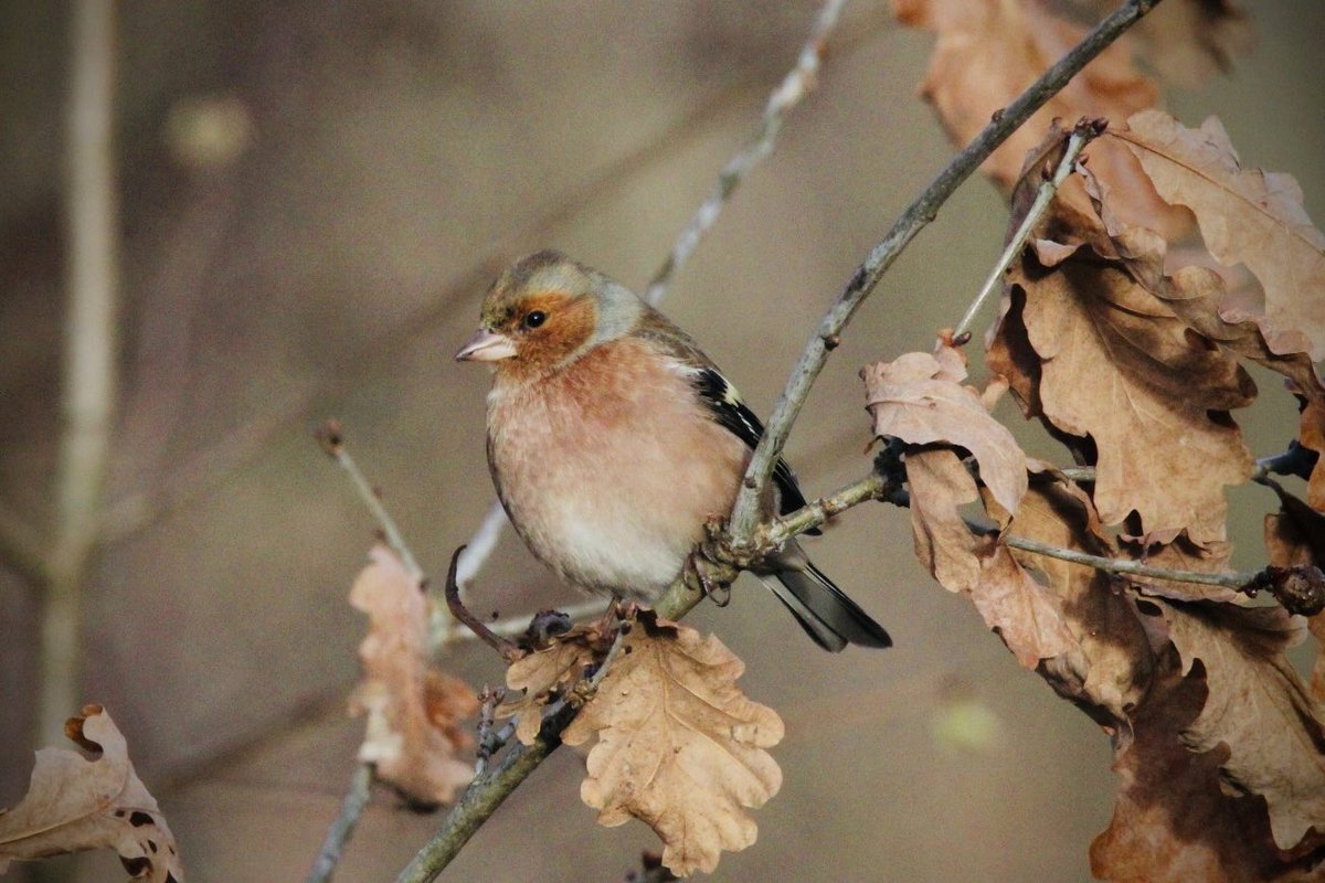 Jo Woolley tweet media