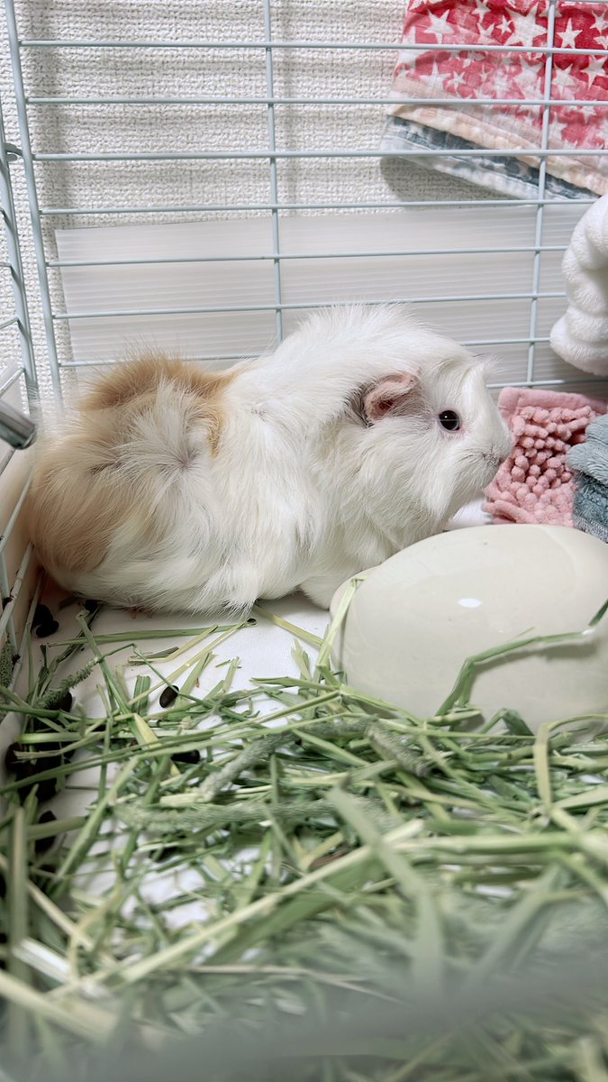 3dm_okan's tweet image. 今年は姫ちゃんアート描くよ
みてね。