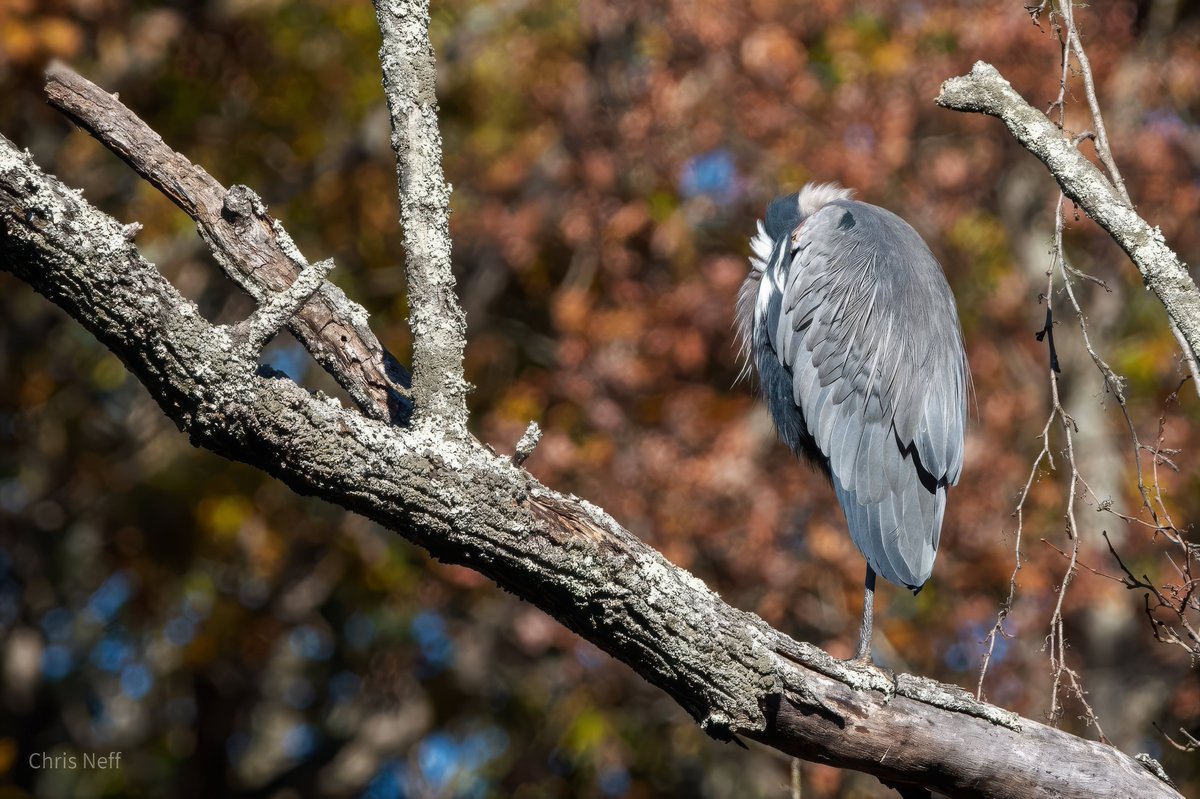 NJAudubon's tweet photo. Happy New Year from all of us at NJ Audubon! We look forward to meeting with new and old friends in 2026.

Photo: Great blue heron sleeping off the New Year's Eve festivities.

https://t.co/CJjo0mtyWP https://t.co/EyIxKDNsE7