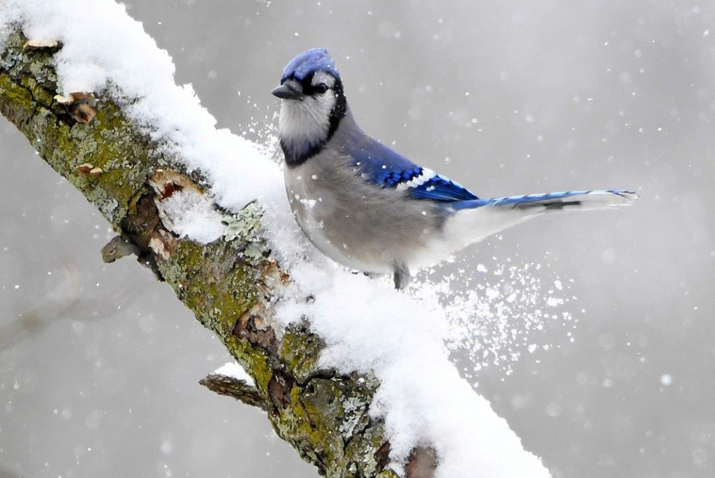 EncoreMagazine_'s tweet image. Grab your binoculars and learn all about birding at the Beginning Birding Walk offered by the Kalamazoo Audubon Society at 9 a.m. Jan. 3 at Wolf Lake State Fish Hatchery, in Mattawan. Visit encorekalamazoo.com.

#birding #walk #outside #kalamazoo #winter #birds