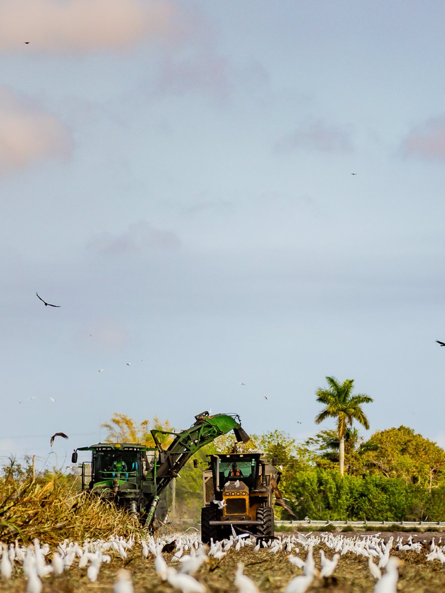 USSugarFLA's tweet photo. New year, same American traditions of hard work and innovation. Happy 2026! ๐บ๐ธ
#USSugar #FeedingAmericanFamilies #HappyNewYear https://t.co/UkxOmivIli