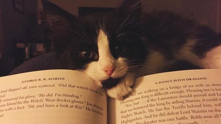 𝐱𝐢𝐧. tweet media