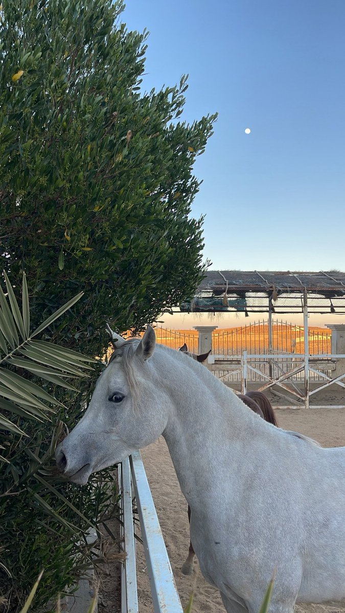 عبدالله الغامدي tweet media