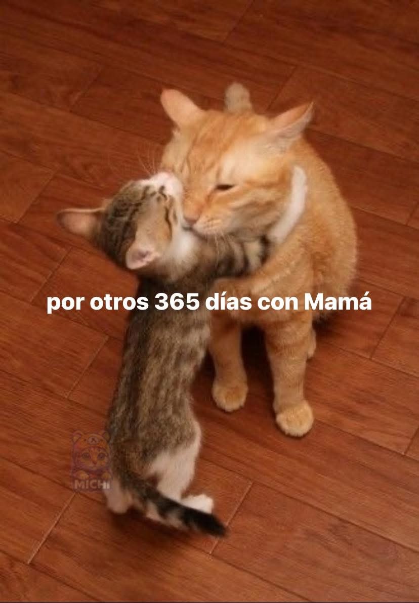 Dilo con gatitoz (@dilocongatitoz) on Twitter photo 