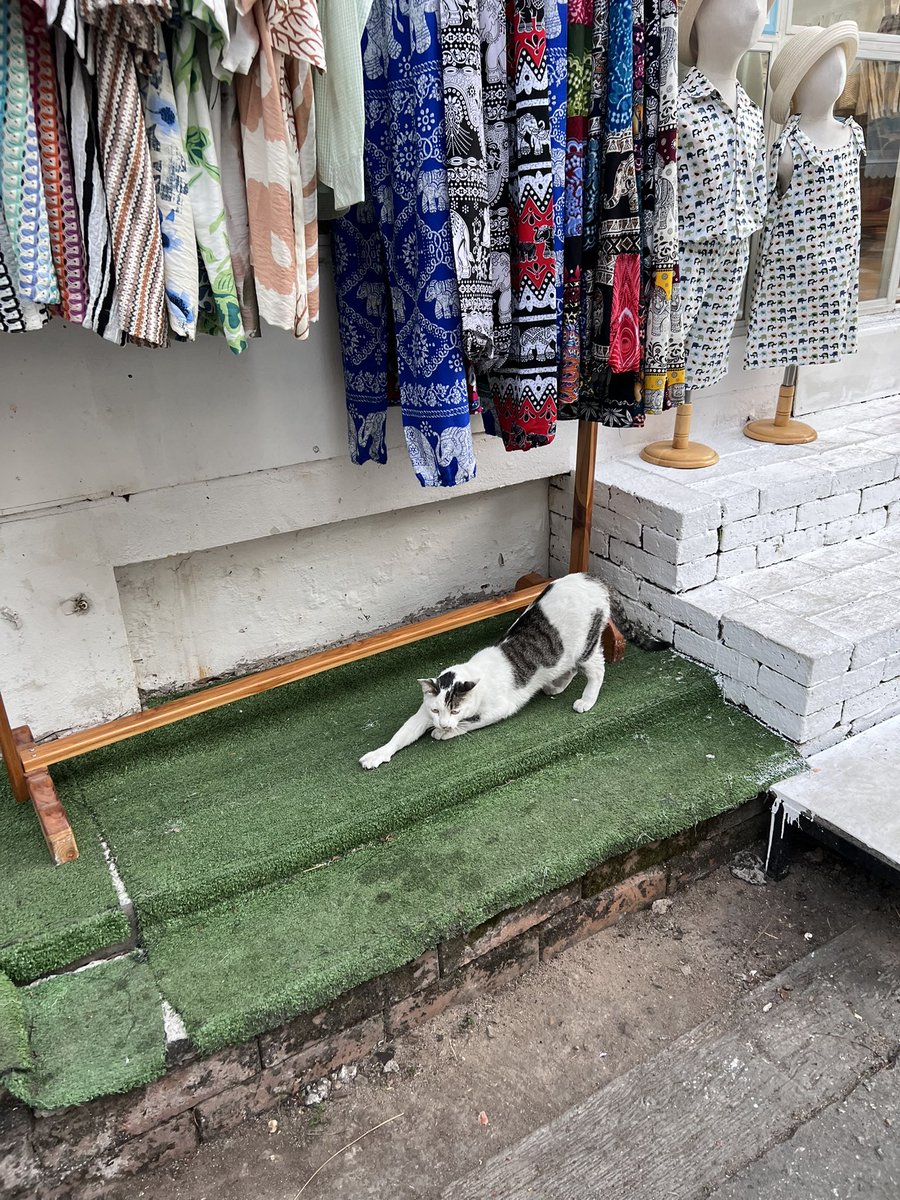 thursdaesup's tweet photo. first of 2026
first iced cacao and a cat stretching https://t.co/V486s2eyYJ