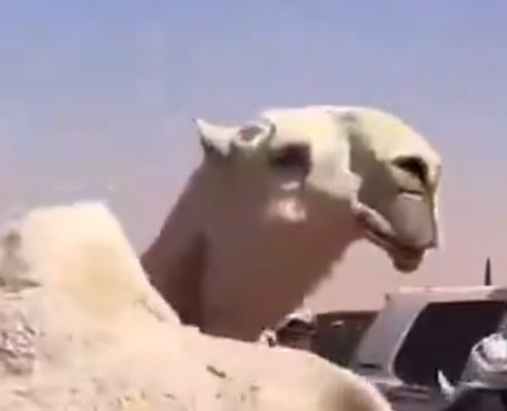 #شلفا_ولي_العهد_الوضح
الهواء على أربعين وسق يا مجحد