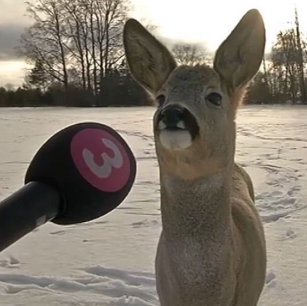 cannibao's tweet image. 