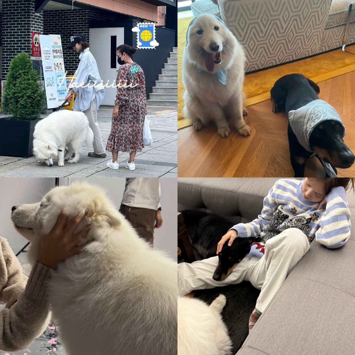 ลิซ่าเฉลยเหอะหนู ทุกคนเค้ารู้กันหมดแล้วว่าอัยหมาหมีตัวนี้ชื่อเลม่อน