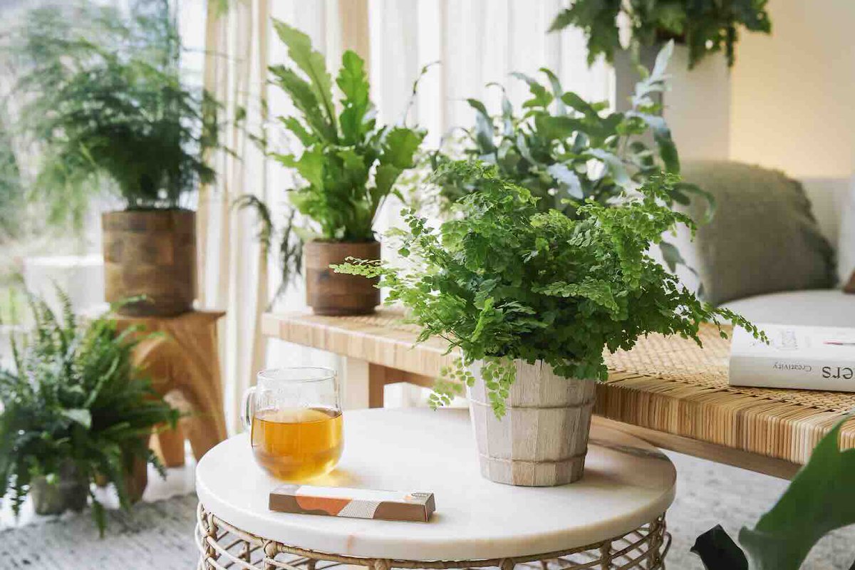 Wintermaanden zijn vaak grauw en grijs en na de feestdagen voelt het huis leeg en ongezellig. Gelukkig is er een oplossing om een winterdip te voorkomen. Want met planten om je heen voel je je prettiger.

#winter #winterdip #kamerplanten #wooninspiratie

groenvandaag.nl/wij-wensen-u-e…