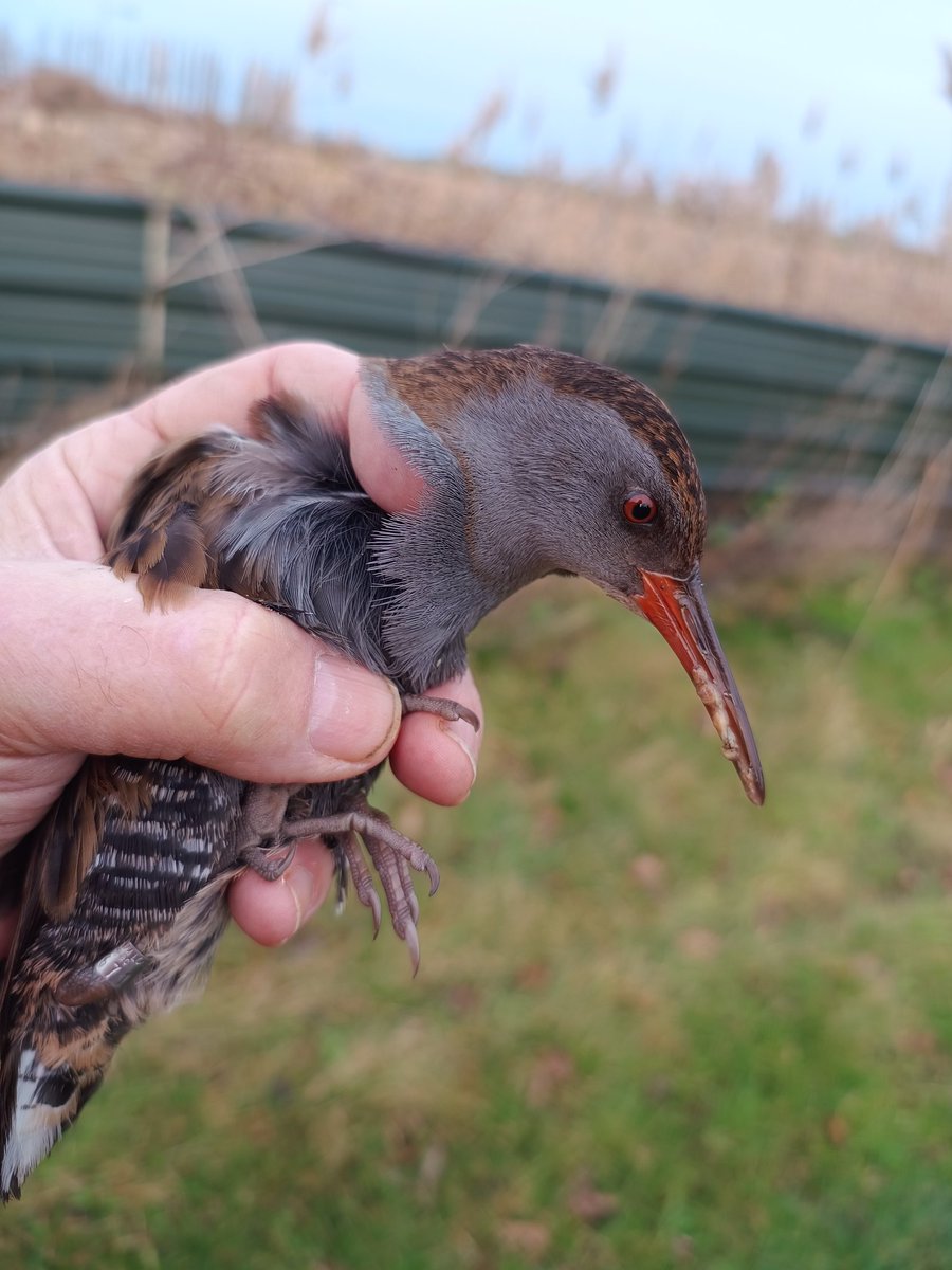 Alan Ball tweet media