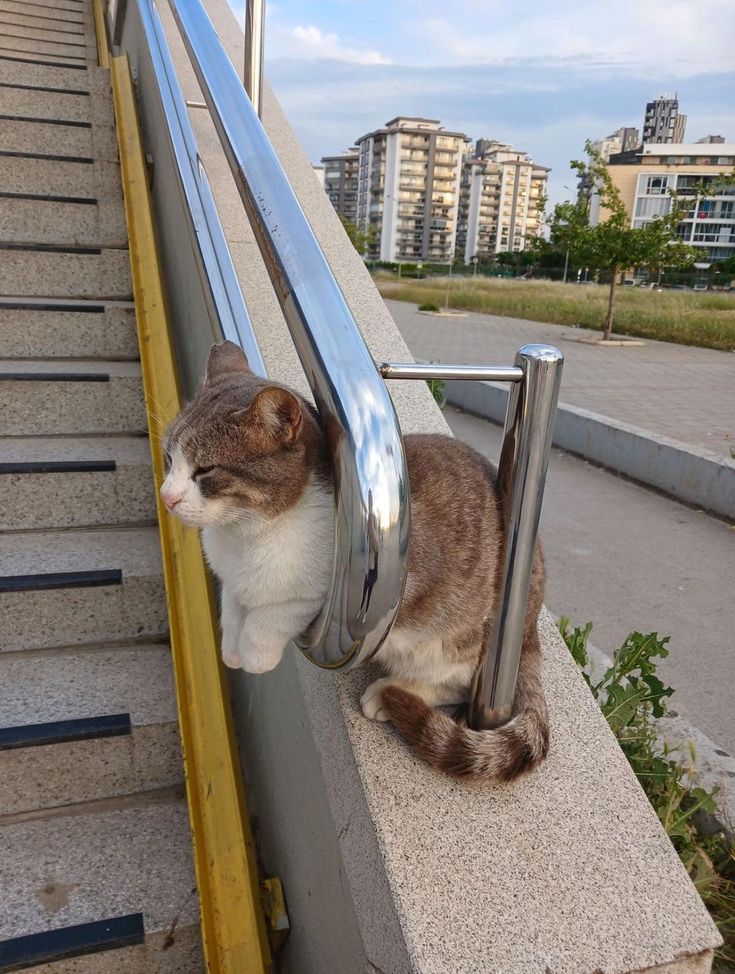 Cats all the way (@nekocatts) on Twitter photo 