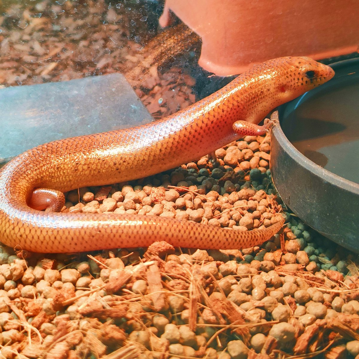 シボリミモダエトカゲ

初夢は赤い尾と青い尾を持つスキンクを受け取るという自分らしい夢が見れました✨