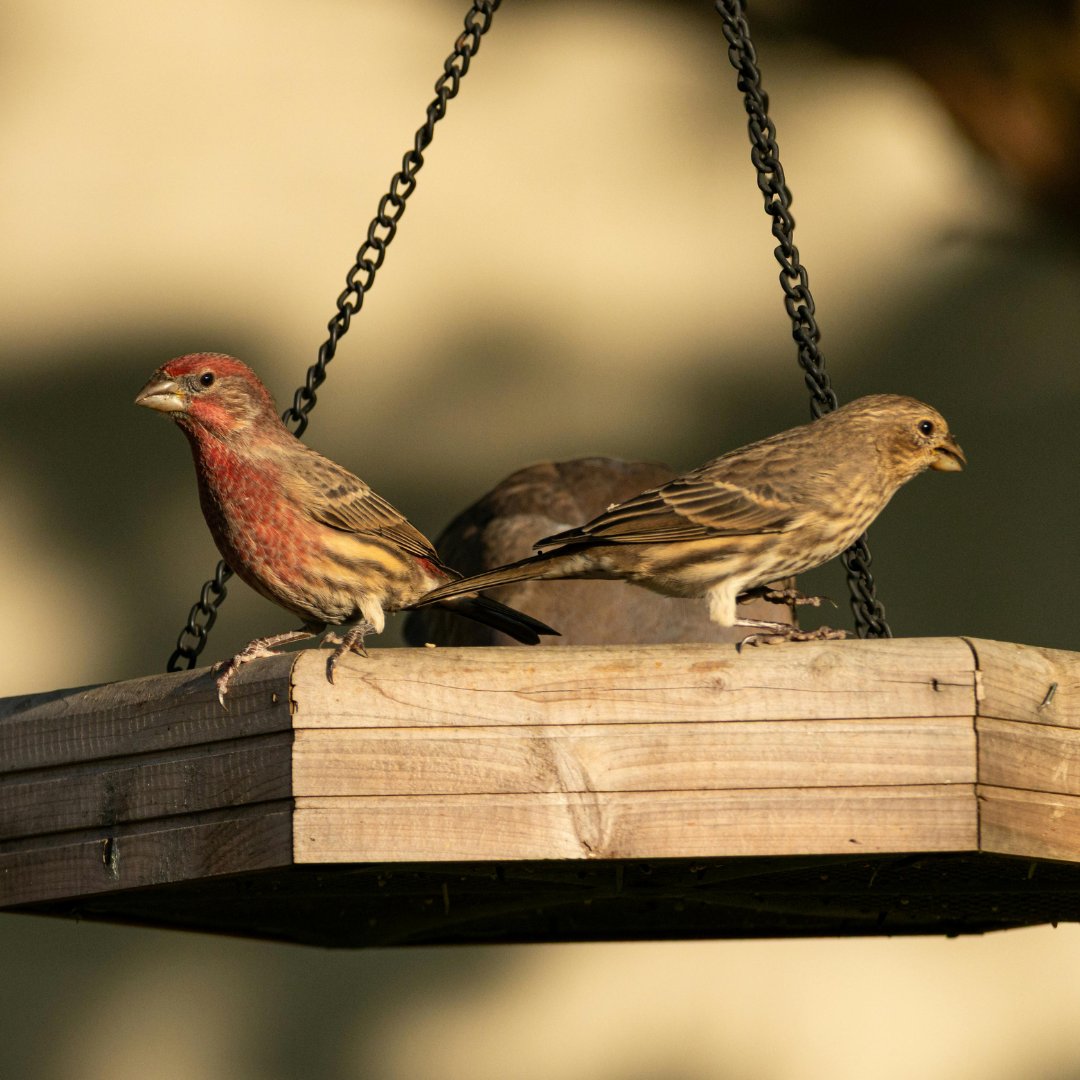Wildlife Center of Salt Lake tweet media