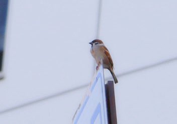 お騒がせしました Google先生に騙されそうになりました わかりやすくし