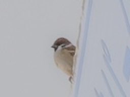 お騒がせしました Google先生に騙されそうになりました わかりやすくし