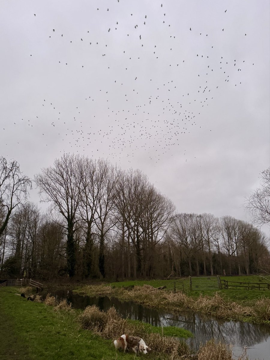 DrAllyLouks's tweet image. Morning walk surrounded by sheep vs evening walk surrounded by birds