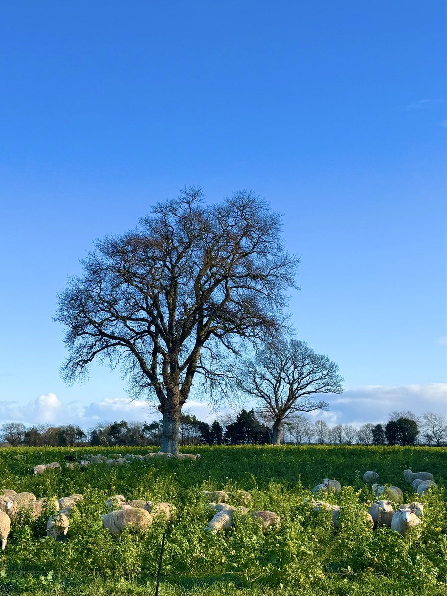 DrAllyLouks's tweet image. Morning walk surrounded by sheep vs evening walk surrounded by birds