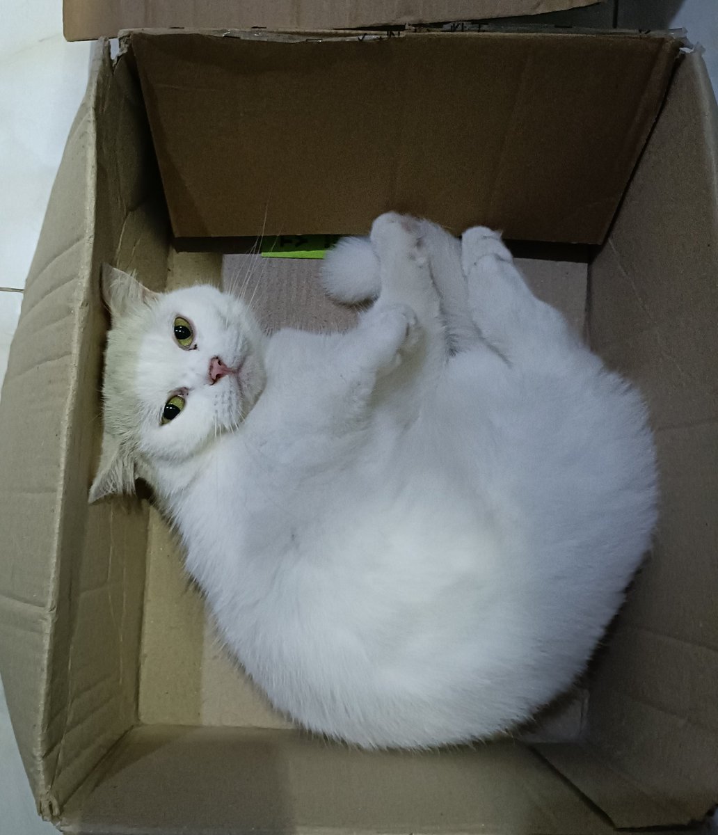 うちのネッコにウザ絡みしてたら猫パンチされた