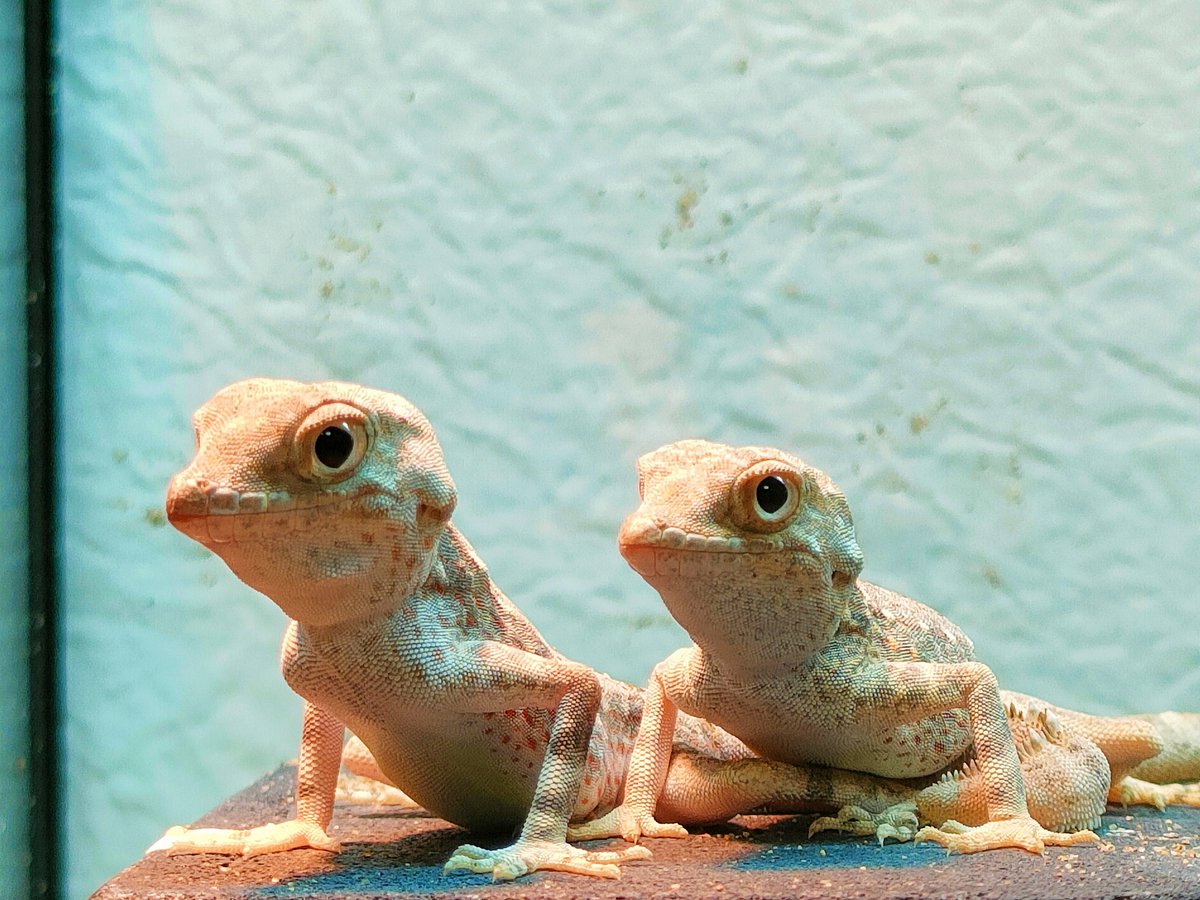 カータートゲオヤモリ

夫婦でっせ‼️
