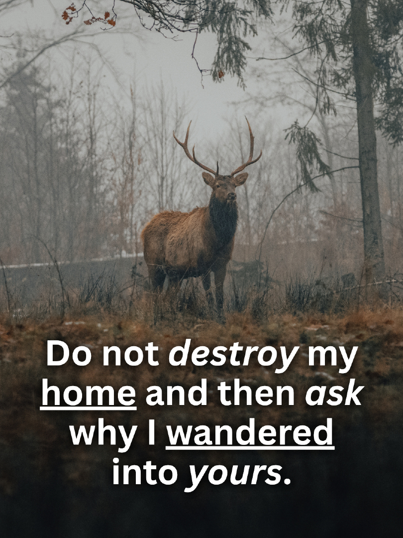 Vegan FTA tweet media