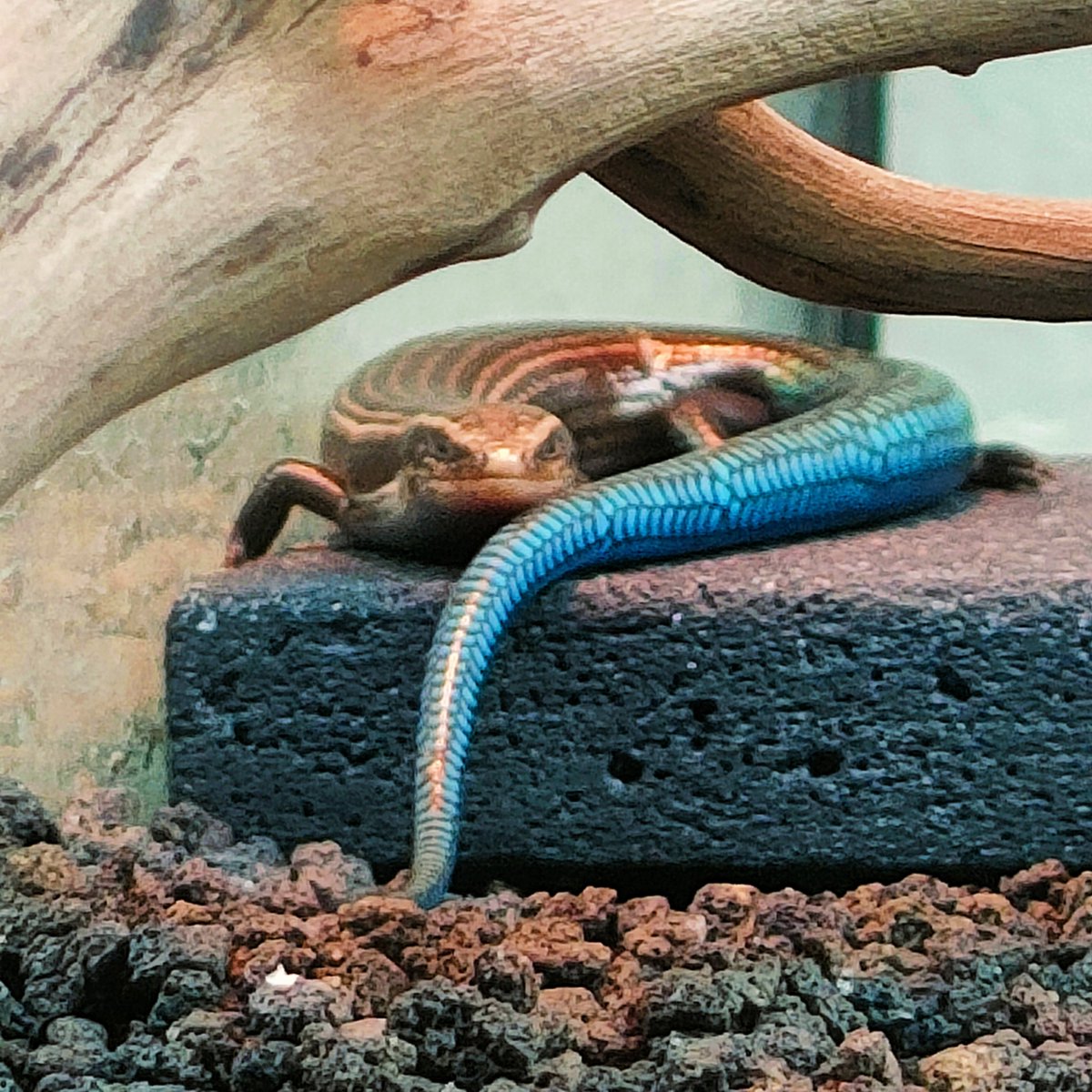 グランカナリアカラカネトカゲ

しゃくれとかげ(青)